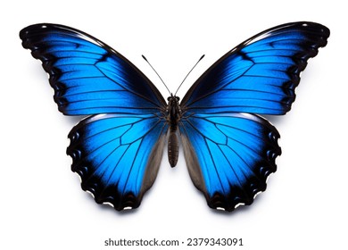 Una hermosa mariposa azul