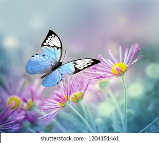 Beautiful blue butterfly 