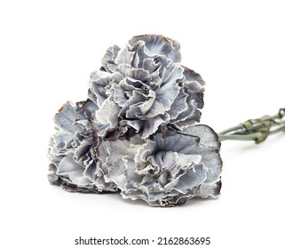 Beautiful Blue Carnations Isolated On A White Background.