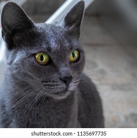 Beautiful Blue Cat Striking Yellow Eyes Stock Photo 1135697735 ...