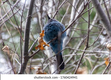 Beautiful Blue Color Bird At Yosemite National Park