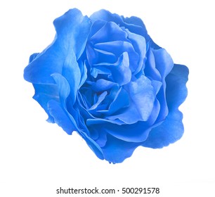 Beautiful Blue Color Rose Isolated On Stock Photo 500291578 | Shutterstock