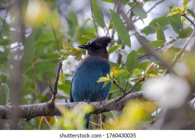 Beautiful Blue Color Wide Bird At Yosemite National Park