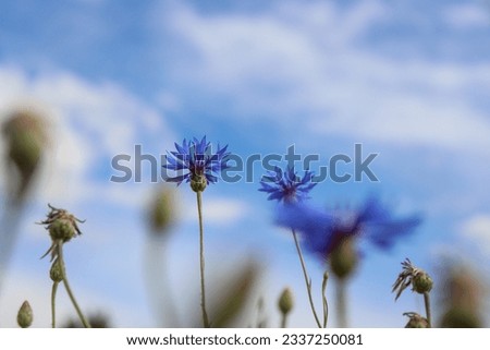 Beautiful blue cornflowers against the blue sky