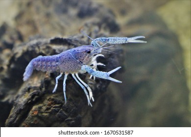A beautiful  blue Crayfish (Crawfish, Freshwater lobster) Procambarus clarkii ghost in freshwater aquarium. 
