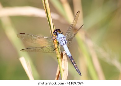 Beautiful blue dragonfly sitting on green straw in close-up