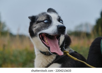 Beautiful blue eyed Alaskan husky stands in harness in autumn and smiles with tongue sticking out. Happy sled dog in training. Close up portrait. Strong riding half breed.