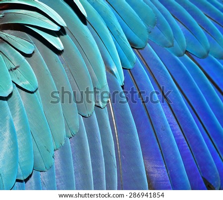 Beautiful Blue Feather Background