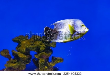 Beautiful blue fish swimming in the aquarium, Pomacanthus semicirculatus, Semicircle angelfish, Koran angelfish. Tropical fish on the background of aquatic coral reef in oceanarium pool