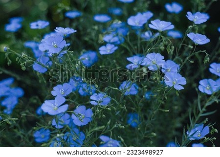 Beautiful blue flax flowers in summer on a garden bed