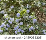 Beautiful blue flower cluster of Ceanothus griseus 