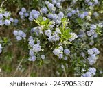 Beautiful blue flower cluster of Ceanothus griseus 