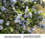 Beautiful blue flower cluster of Ceanothus griseus 