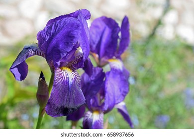 Beautiful Blue Flower Of Iris Germanica