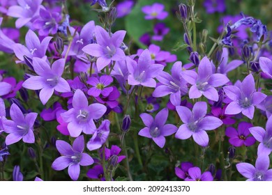beautiful blue flowers of Campanula portenschlagiana and Aubrieta in a flower bed