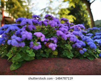 Beautiful blue flowers in the flower bed. The species ageratum - Shutterstock ID 1484787119