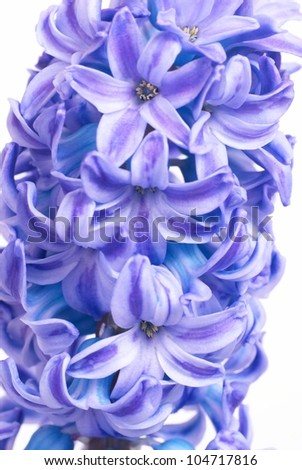 Similar – Image, Stock Photo be blue Nature Plant