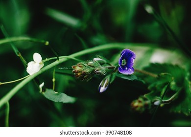 beautiful blue flowers in the sunny mountains, national park protection - Shutterstock ID 390748108