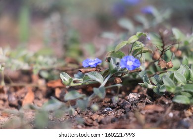 Garten Blumen Rasen Images Stock Photos Vectors Shutterstock