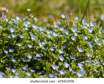 670 Forget me knot flower Images, Stock Photos & Vectors | Shutterstock