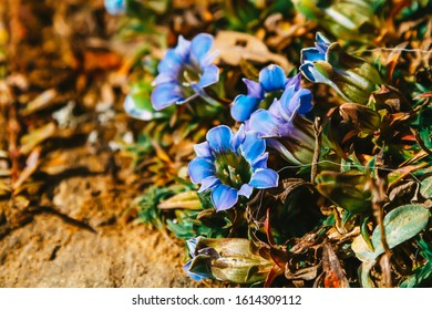 Beautiful Blue Gentiana Flowers, Poon Hill Trek, Annapurna, Nepal