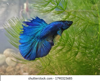 Beautiful Blue And Green Betta Fish 