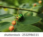 Beautiful blue green colour Tectocoris diophthalmus, commonly known as hibiscus harlequin bug or cotton harlequin bug