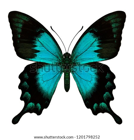 Beautiful blue to green turqouise butterfly the Sea Green Swallowtail butterfly in natual color upper profile isolated on white background, Papilio lorquinianus