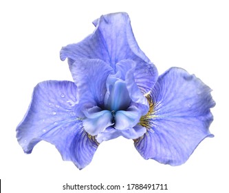 Beautiful blue head iris flower isolated on white background. Flora. Spring. Summer. Flat lay, top view