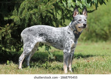 Beautiful Blue Healer Radiantly Poised  