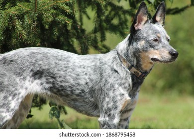 Beautiful Blue Healer Radiantly Poised  