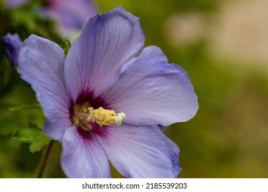 Beautiful Blue Hibiscus Flower In A Garden