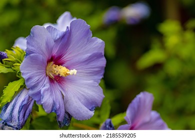 Beautiful Blue Hibiscus Flower In A Garden