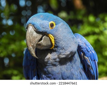 Beautiful Blue Hyacinth Macaw Up Close