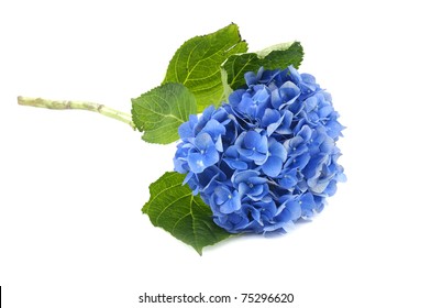 Beautiful Blue Hydrangea