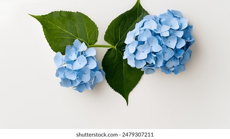 Beautiful blue hydrangea bloom highlighted against a pure white background - Powered by Shutterstock