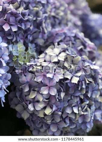 beautiful blue hydrangea buds for textures