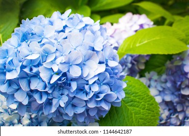 Beautiful blue hydrangea or hortensia flower close up. Artistic natural background. flower in bloom in spring - Powered by Shutterstock