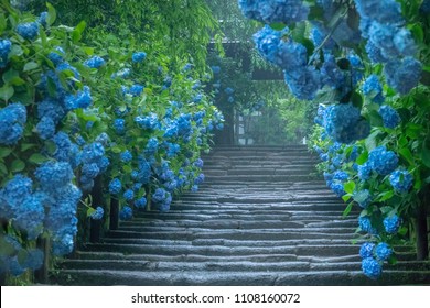 Beautiful blue hydrangea (macrophylla) along the approach at Meigetsuin Temple in Kamakura in Japan on a rainy day