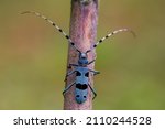 Beautiful blue incest with long feelers, Rosalia alpina - Longhorn beetle - Rosalia longicorn.