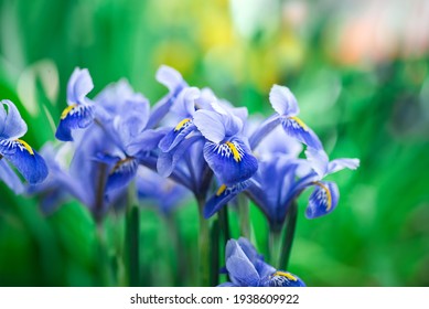 Beautiful blue irises on a blurred green natural background. spring mood