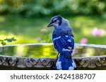 beautiful blue jay perched on the edge of a birdbath with a colorful background 