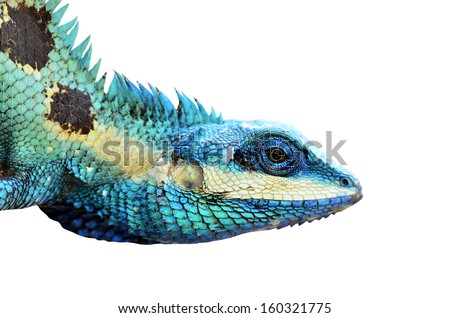 Beautiful Blue Lizard isolated on white background, Reptile lizard, green lizard