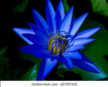 Blue Lotus 图片 库存照片和矢量图 Shutterstock