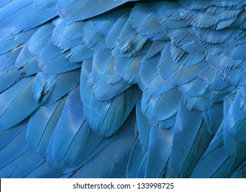 Beautiful Blue Macaw Feathers Background