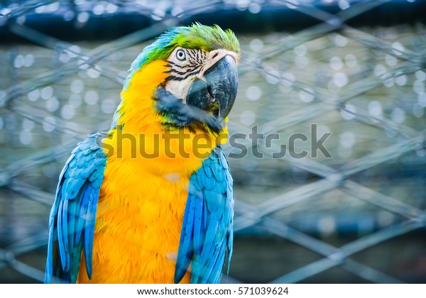 Beautiful Blue Macaw Parrot Sitting Inside 库存照片 立即编辑