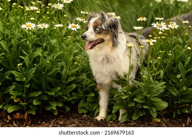 beautiful blue merle mini aussie stands in field of flowers - cute grey miniature australian shepherd dog with blue eyes in daisy patch 