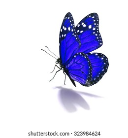 Beautiful Blue Monarch Butterfly Isolated On Stock Photo 323984624 ...