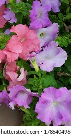 The Beautiful Blue Moon Flowers At Mughal Garden, President House, India