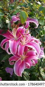 The Beautiful Blue Moon Flowers At Mughal Garden, President House, India